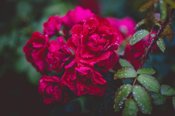 A close-up view of vibrant red roses adorned with fresh dewdrops, captured in a lush garden setting.